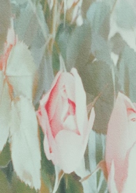 :˭ȥ˭ٺ np