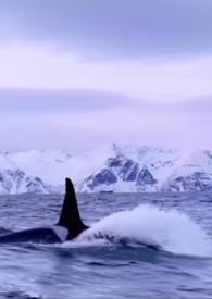 �������:�������Ƿ�����