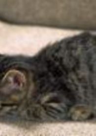 :ת