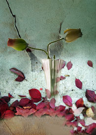 :Bloody Roseӣ ﾵҹxԴ 