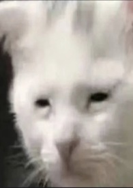 :ǵͳ