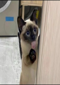 :ϲ㣨αǿƣ1v2